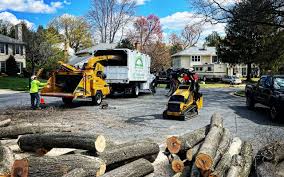 Reliable Park City, MT Tree Services Solutions