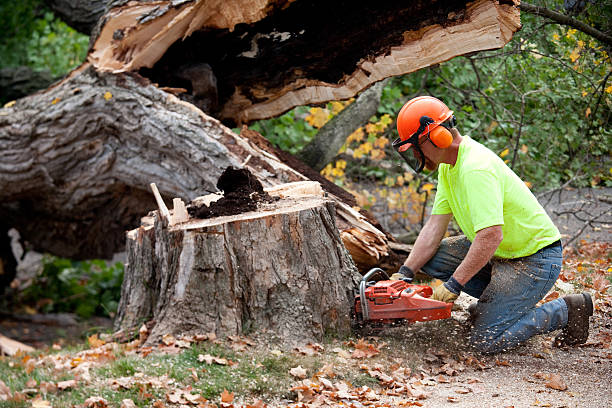 Leaf Removal in Park City, MT