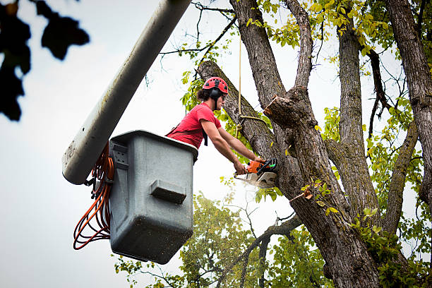 Why Choose Our Tree Removal Services in Park City, MT?